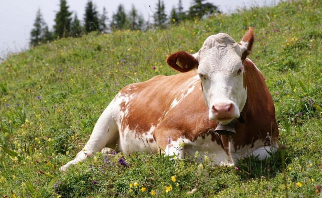 Надання дотації державою за утримання молодняку великої рогатої худоби